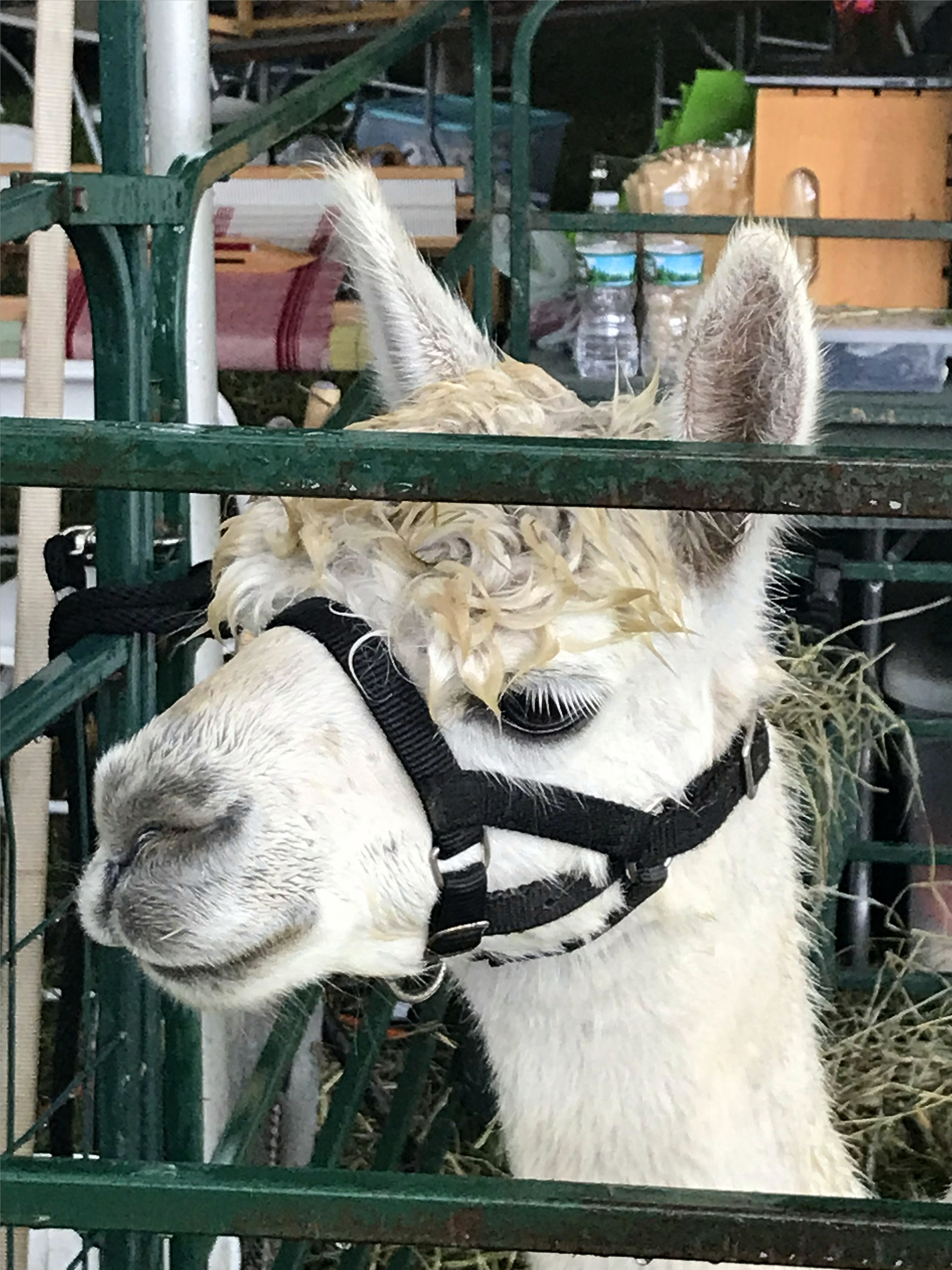 Llama