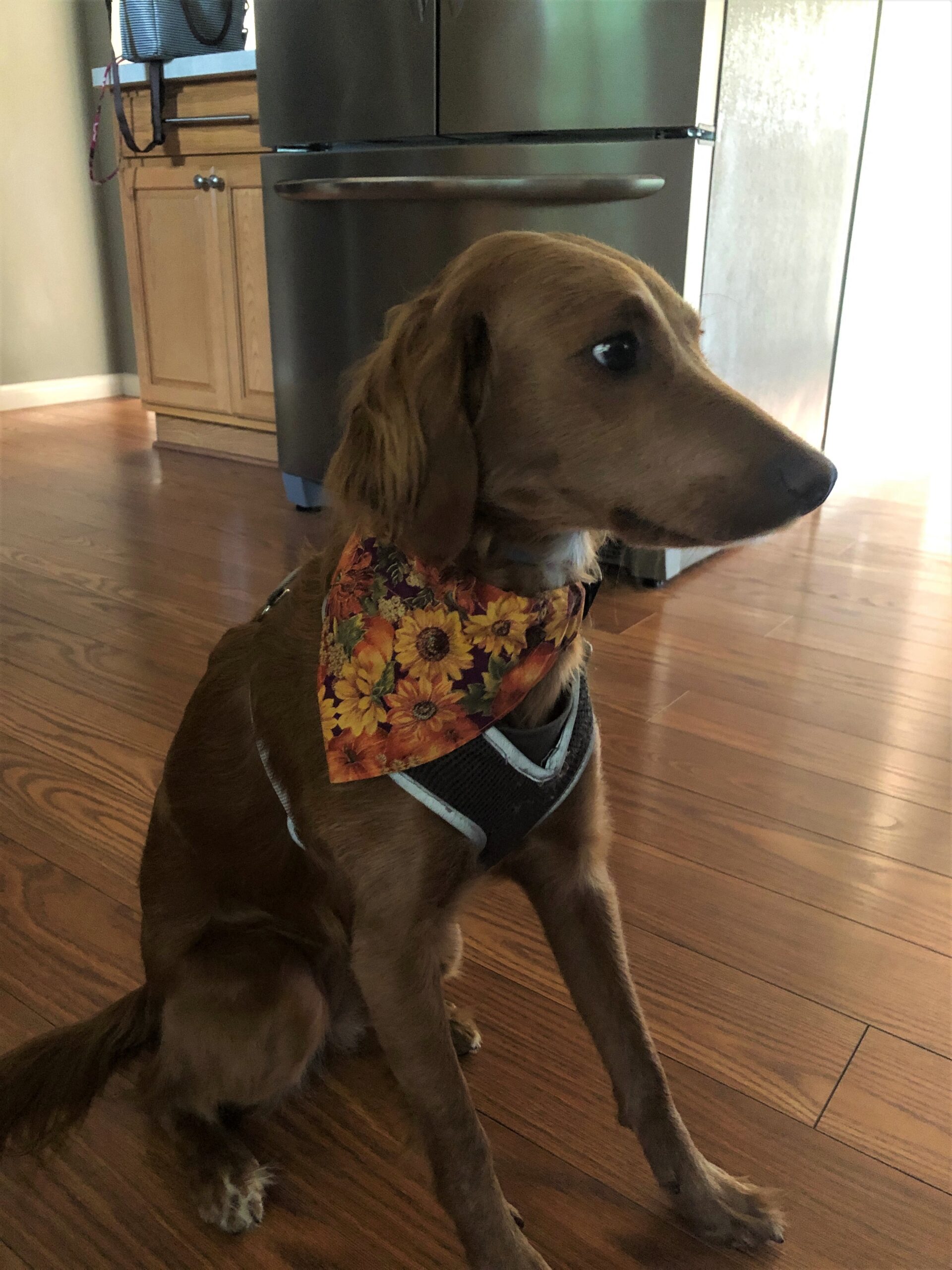 202010_gm_Susan R - Lula in bandana