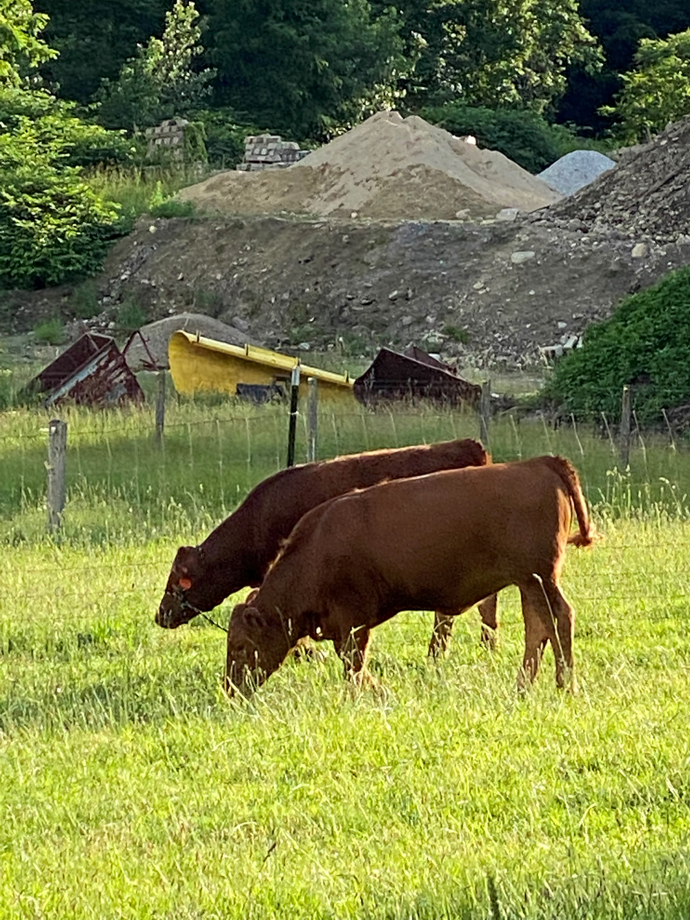 202106_gm_Kathy_s Farm 1
