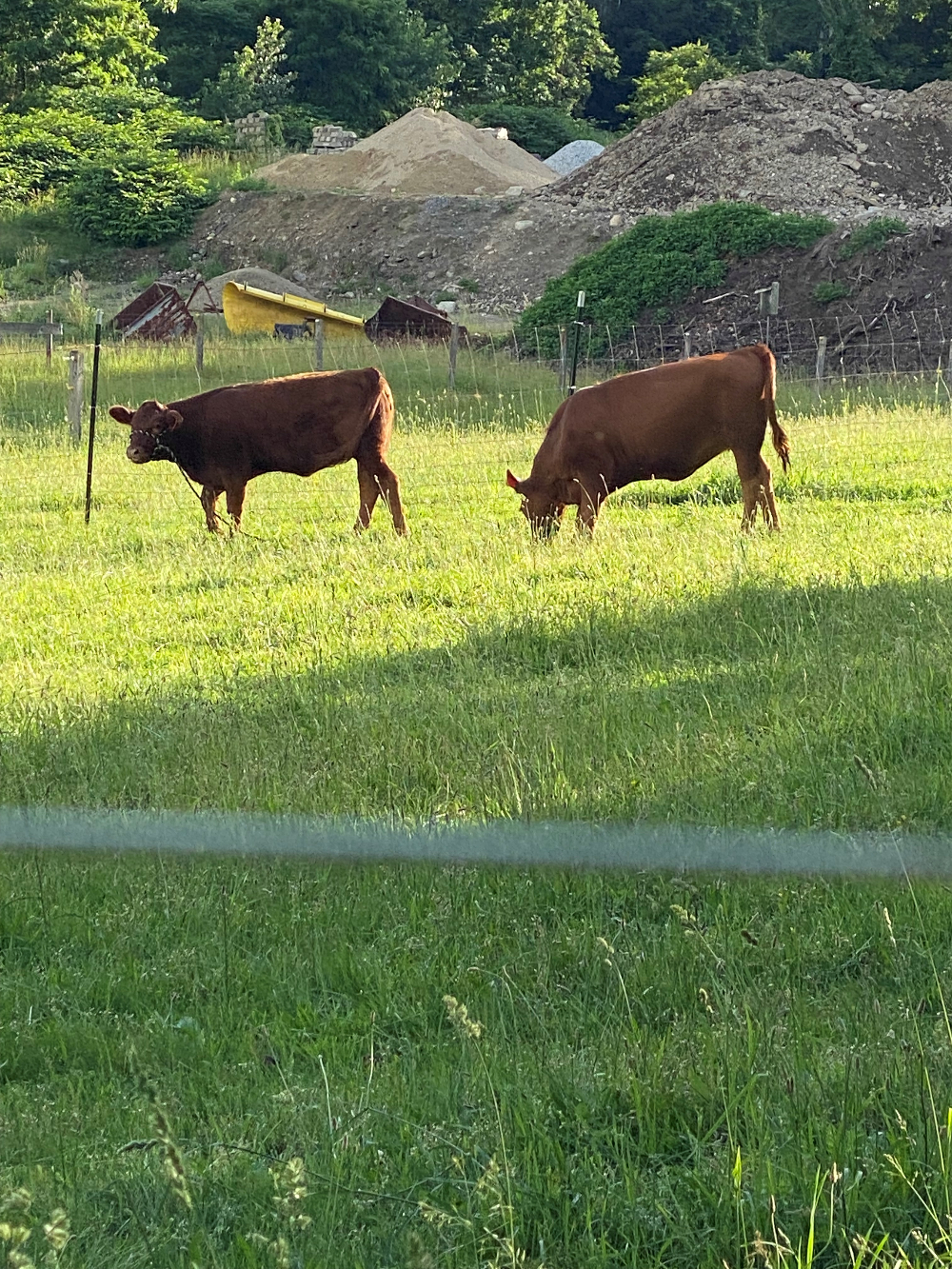 202106_gm_Kathy_s Farm 2